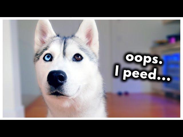 My Dog Pranked Me and I Actually Fell for It…