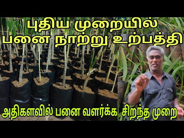 புதிய முறையில் பனை நாற்று உற்பத்திஅதிகமாக பனை விதைக்க இதுவே சிறந்த முறை