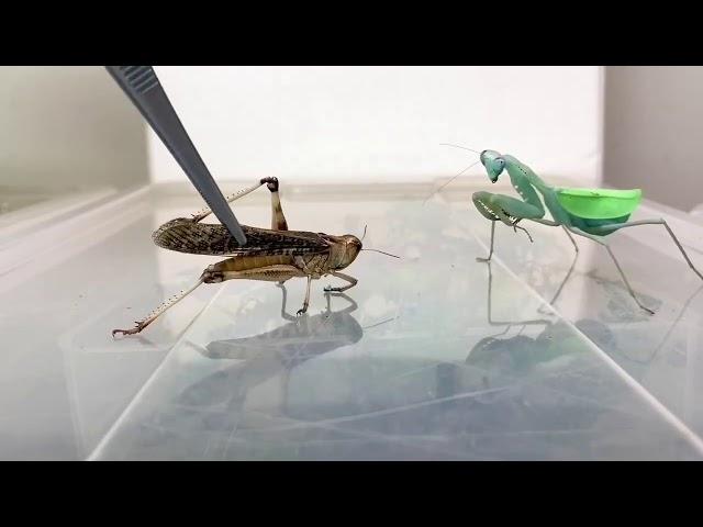 Praying Mantis eating a whole Locust ( TIMELAPSE )!