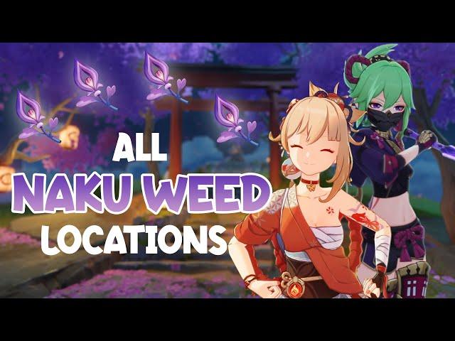 All 140 Naku Weed Locations | Yoimiya/Kuki Shinobu Ascension Materials | Efficient Farming Route