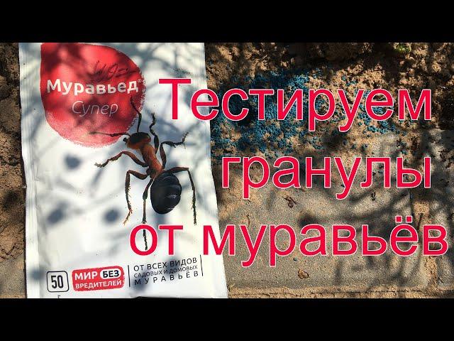 Тестируем средство от муравьев "Муравьед Супер"