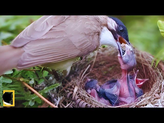 ANAK BURUNG HAMPIR MATI DI PAKSA MENELAN MAKANAN BERUKURAN BESAR   NATIONAL GEOGRAPHIC