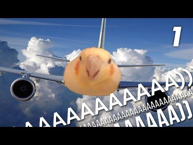 9 MIN OF DANK BIRB MEMES #1