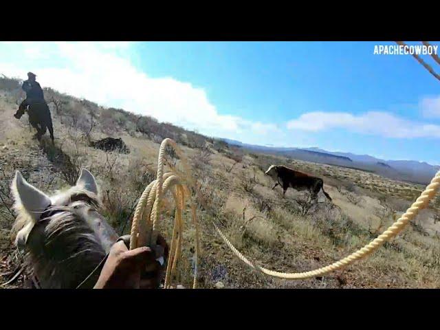 Bulls, And Dangerous Bridge Walk