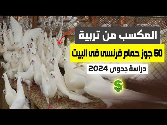 تربية الحمام اللاحم الفرنسي في المنزل: دراسة جدوى حديثة وأرباح تربية 50 جوز