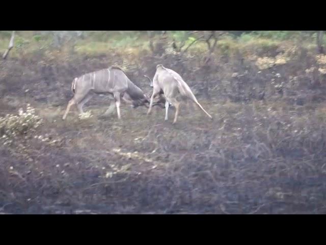 Kudu fight