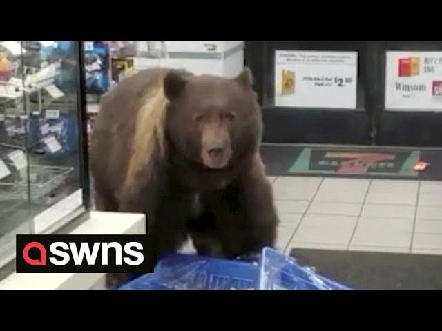 Huge brown bear enters 7-Eleven store and helps itself to CANDY BARS  | SWNS