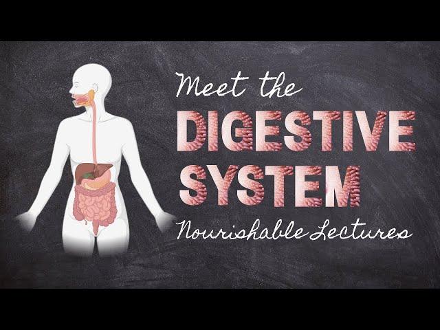 Meet the Digestive System | Part 1 Foundations in Digestion | Nourishable Macronutrients Lecture 4