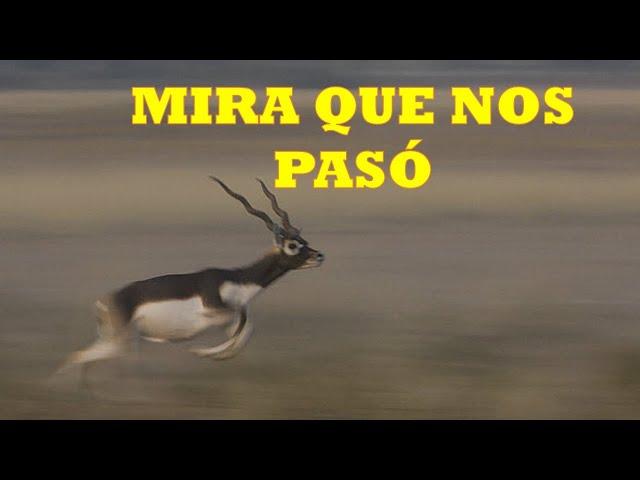 FUIMOS A CAZAR ANTILOPES Y MIRA QUE TRAJIMOS