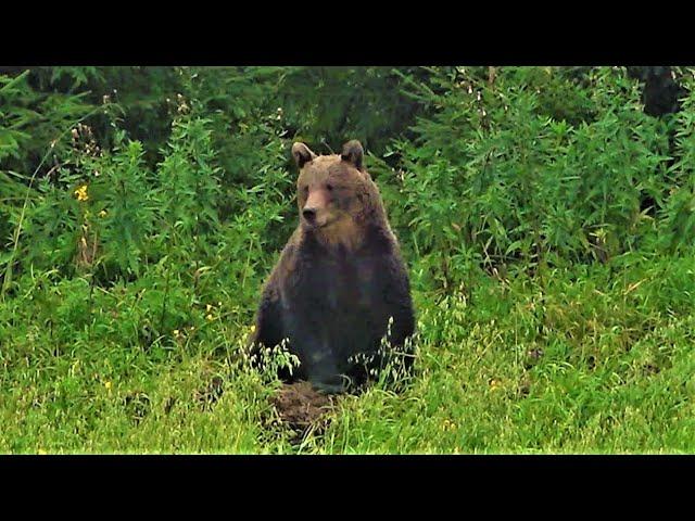 На медведя на овсах. Охота на Русском Севере.