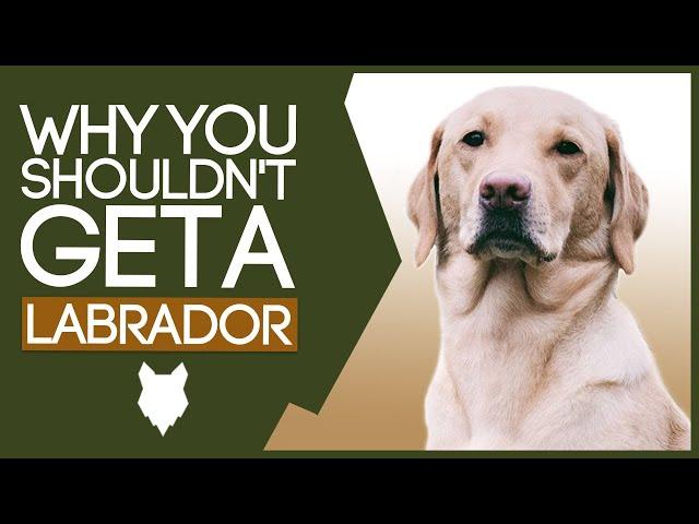 LABRADOR! 5 Reasons WHY YOU SHOULD NOT Get a Labrador Puppy!