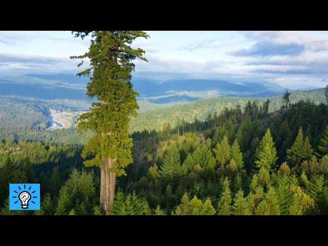 THE BIGGEST TREES IN THE WORLD | BIGGEST TREES ON THE PLANET