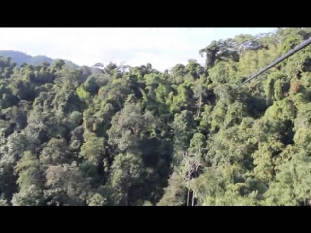 Lovellsgift Gibbon Experience