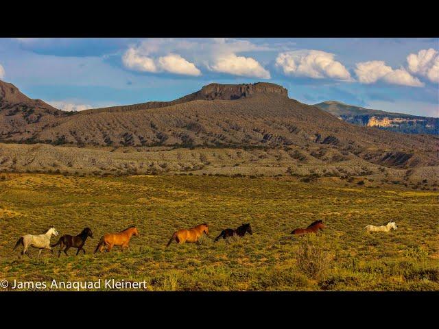 Raoul Max Trujillo Call To Action For America's Wild Horses!