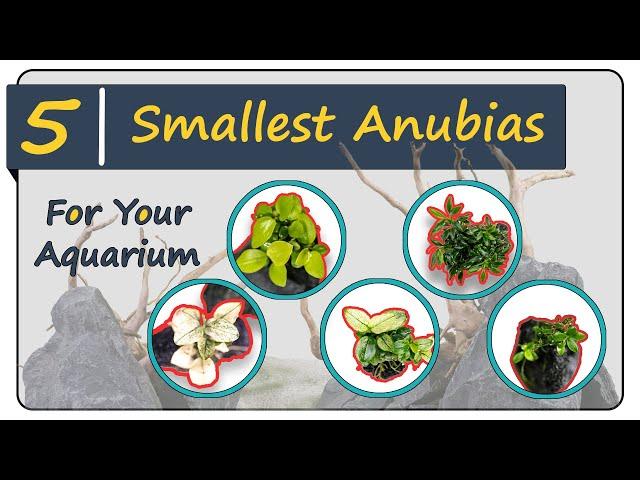 5 Smallest & Rare Anubias