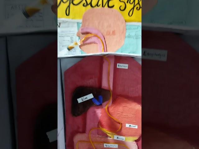 DIY Digestive system #Student project #scienceandtechnology #science