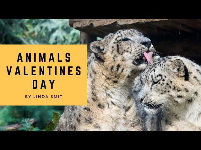 Animals Valentine's Day | Loving moments between lions, tigers, leopards, bears, jaguars and hyenas