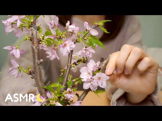 [ASMR] お花見しながら囁き雑談 Whisper Chit Chat