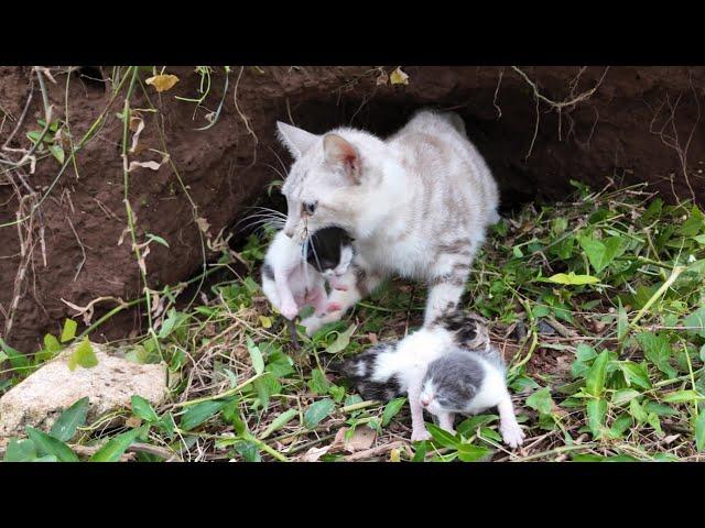 Unbelievable | Mother Cat Begs Doctor to Save Kittens in 4 degree Celsius weather