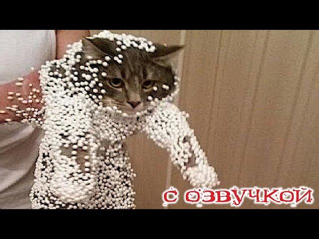 Funny animals! Funniest Cats and Dogs - 95