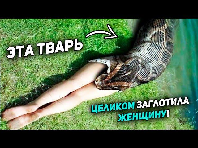 GIANT PYTHON SWALLOWED the woman Wholly! But then what happened ...