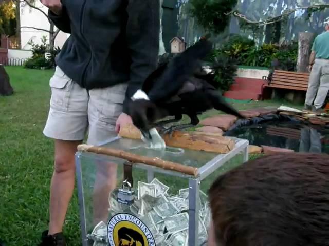 Crow getting money