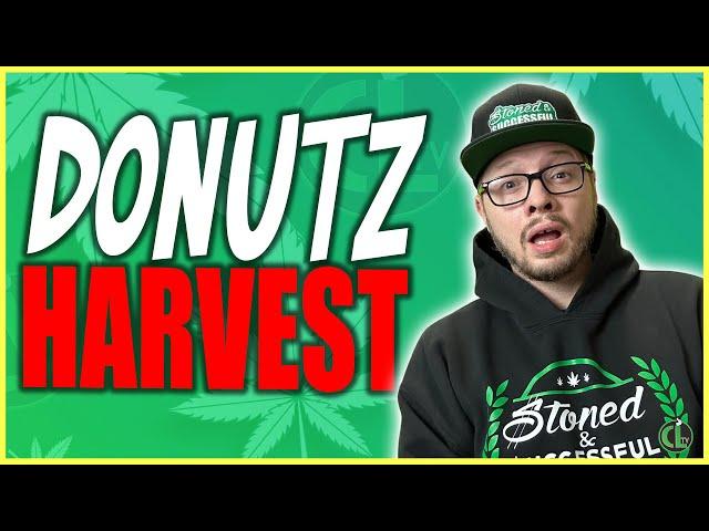 It's Time to the Harvest Donutz Triploid [VGrow Grow Box Series]