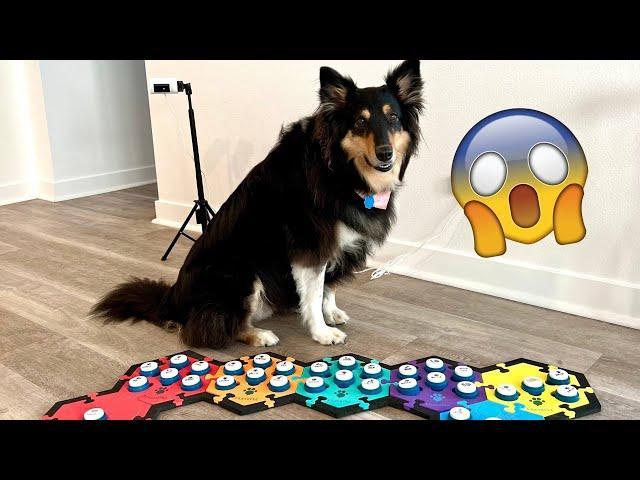 Talking Dog Buttons - Funniest, smartest, and BEST moments