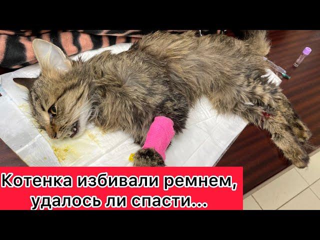 Котенка избивали ремнем, чтобы приучить к лотку, какой итог его многострадальной жизни?..