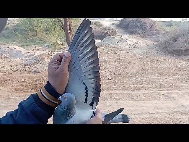 Racing pigeons 26-12-2024