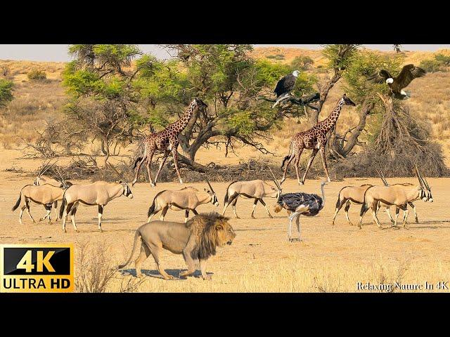 4K African Wildlife: Tsavo West National Park, Kenya - Scenic Wildlife Film With Real Sounds