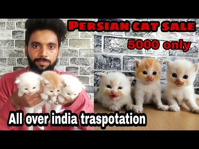 Persian cat for sale || cat price in india || persian cat || doll face persian cat price in india