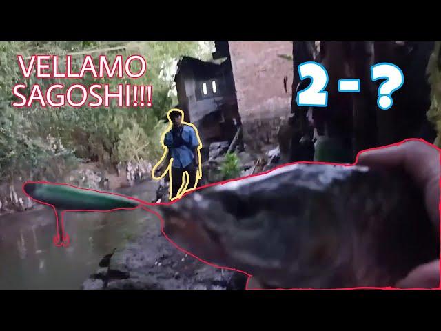 sungai kecil Vs hampala besar!! II VELLAMO SAGOSHI TOP WATER EXPLOSION 