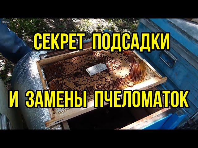 100% приём пчеломаток при подсадке, секрет замены пчеломаток