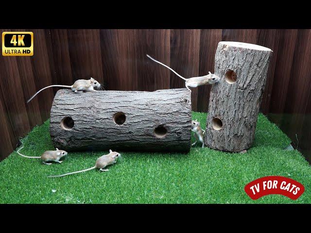 Cat TV Mice Hide and Seek in Wood Holes | Engaging in Playful Activities | 8-Hour Ultra HD