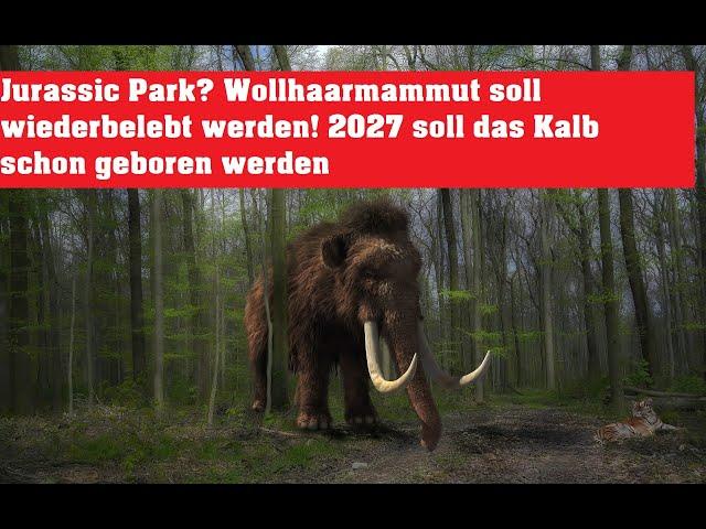 Sensation! Mammut soll 2027 wieder belebt werden ! Das Kalb soll 2027 zur Welt kommen