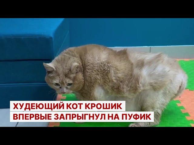 Худеющий кот Крошик впервые запрыгнул на пуфик