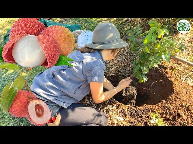 Lychee Tree - Planting for Success (Lots of Fruit)