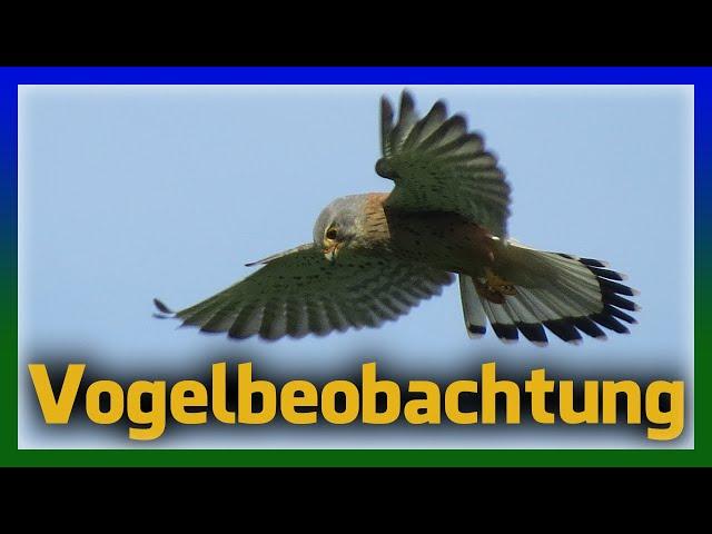 Birding und Fotografieren - Vögel in Deutschland