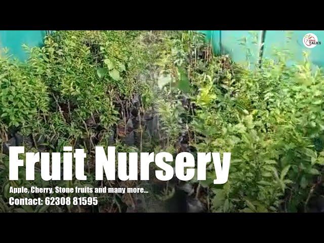 Fruit Nursery | All kinds of Fruits' & Flowers' plants available | Ph: 62308 81595 | The Apple Talks