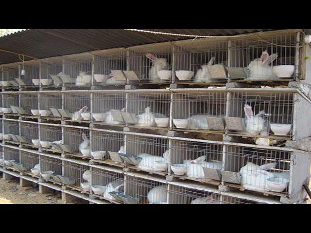 How Rabbit Farming Produce & sold hundreds of Rabbits - He built his house out of Raising Rabbits