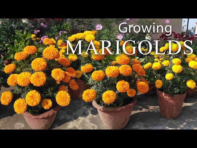 Marigold Flower / How To Grow Marigolds Easily