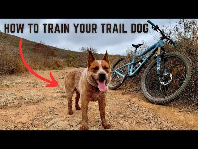 How to Train Your Ultimate Trail Dog: MTB With Heeler