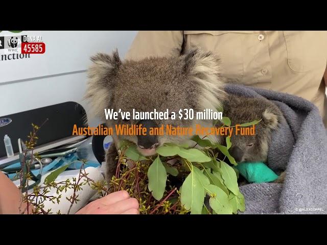 VIDEO - Incendi Australia - Animali in difficoltà - Emozionanti immagini del WWF