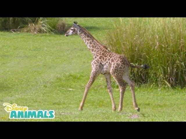 Baby Giraffe| Disney Animals| Disney Junior