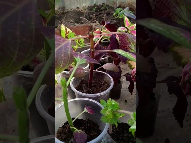 Формировка колеуса #колеус #сад #цветы #coleus #урожайныйогород #уходзаколеусами #цветок #семена