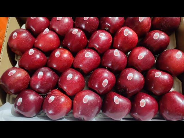 23 September 2024 Shimla Mandi Apple Market Update | Himalayanfarming | Live Update