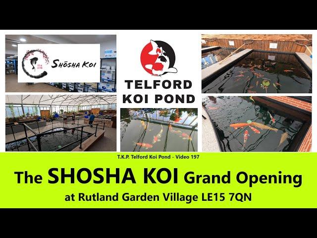 T.K.P  Telford Koi Pond - Video 197 - The SHOSHA KOI Grand Opening Event  #koi #koifishpond #ponds