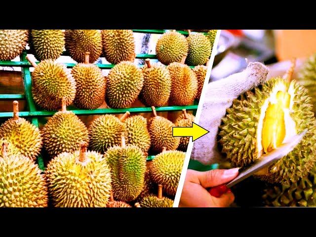 Cara Mudah Memilih Durian Yang Matang dan Daging Yang Tebal