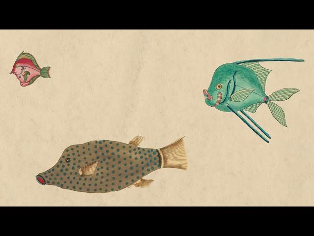 Cosmo Sheldrake - Come Along